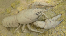Photo Ecrevisse à pieds blancs Photo Ecrevisse à pieds blancs