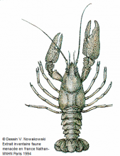 Ecrevisse à pattes blanches