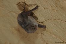 Minioptère de Schreibers