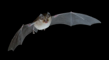 Rhinolophe euryale